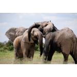 Adoptuj slona - min. trvanlivosť do 30.4.2022
