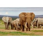 Adoptuj slona - min. trvanlivosť do 30.4.2022