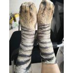 Zvířecí ponožky Kočka
